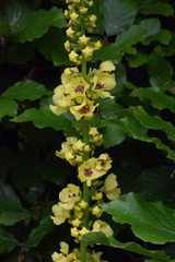 Verbascum alpinum