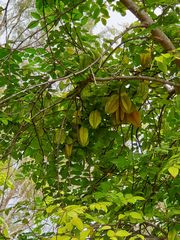 Averrhoa carambola