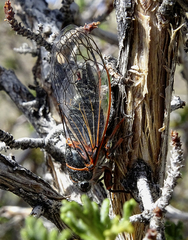 Platypedia mohavensis
