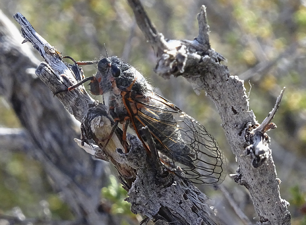 Platypedia sylvesteri