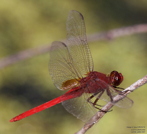 Claret Pondhawk photo 6