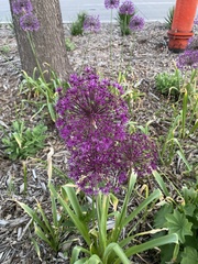 Allium