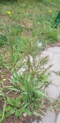 Bromus inermis
