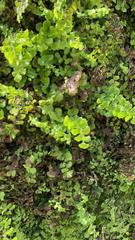 Adiantum capillus-veneris