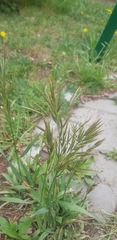 Bromus inermis