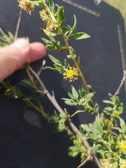 Tetragonia arbuscula