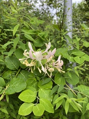 Lonicera caprifolium