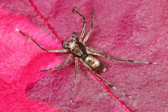 Spartaeus spinimanus