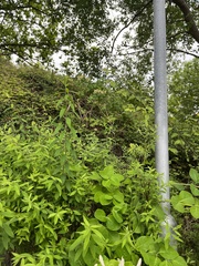 Lonicera caprifolium