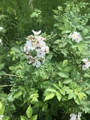Rosa multiflora