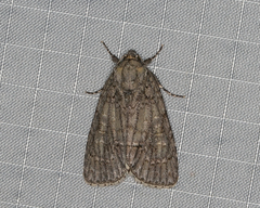 Acronicta immodica