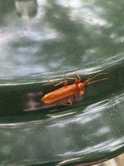 Smodicum cucujiforme