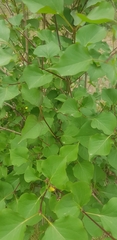Syringa vulgaris