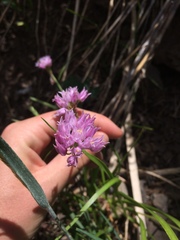 Allium geyeri