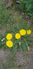 Taraxacum officinale