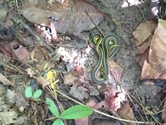 Erythrolamprus melanotus