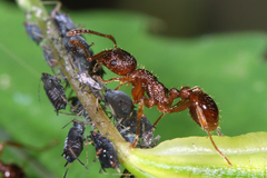 Myrmica rubra