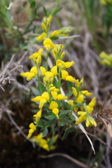 Genista germanica