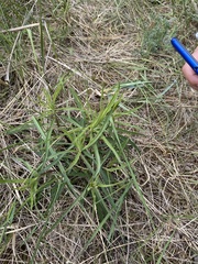 Hieracium umbellatum