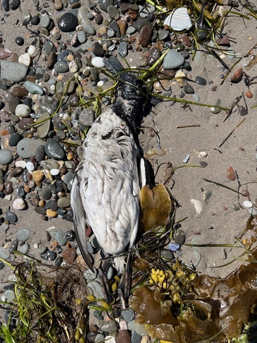 Alcidae image