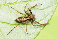 Spartaeus spinimanus