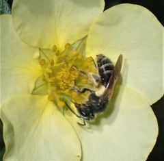 Simandrena