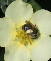 Simandrena