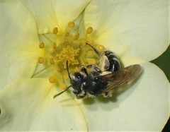 Simandrena