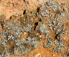 Riccia villosa