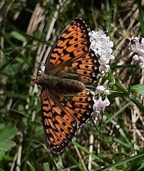 Boloria titania