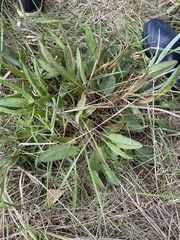 Rumex acetosa