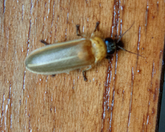 Abscondita