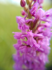 Dactylorhiza