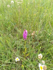Dactylorhiza