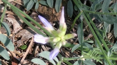 Astragalus laxmannii