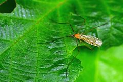 Limonia phragmitidis