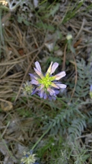 Astragalus laxmannii