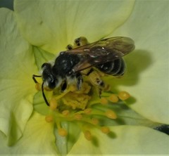 Simandrena