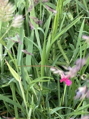 Lathyrus nissolia
