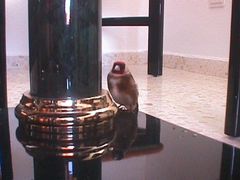 Carduelis carduelis