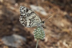 Allium guttatum tenorei