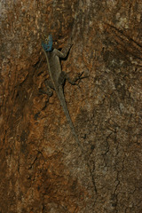 Agama mossambica