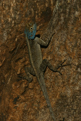 Agama mossambica