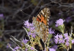 Vanessa cardui