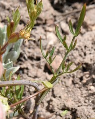 Perideridia bolanderi