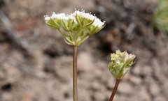 Perideridia bolanderi