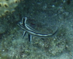 Pareques acuminatus