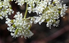 Perideridia bolanderi