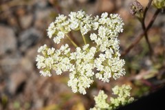 Perideridia bolanderi