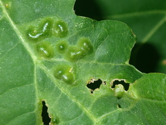 Melikaiella ostensackeni